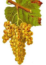 Photographies - Ancien site Internet - Domaine Ilarria - Vin - Sud-Ouest - Irouléguy - 22