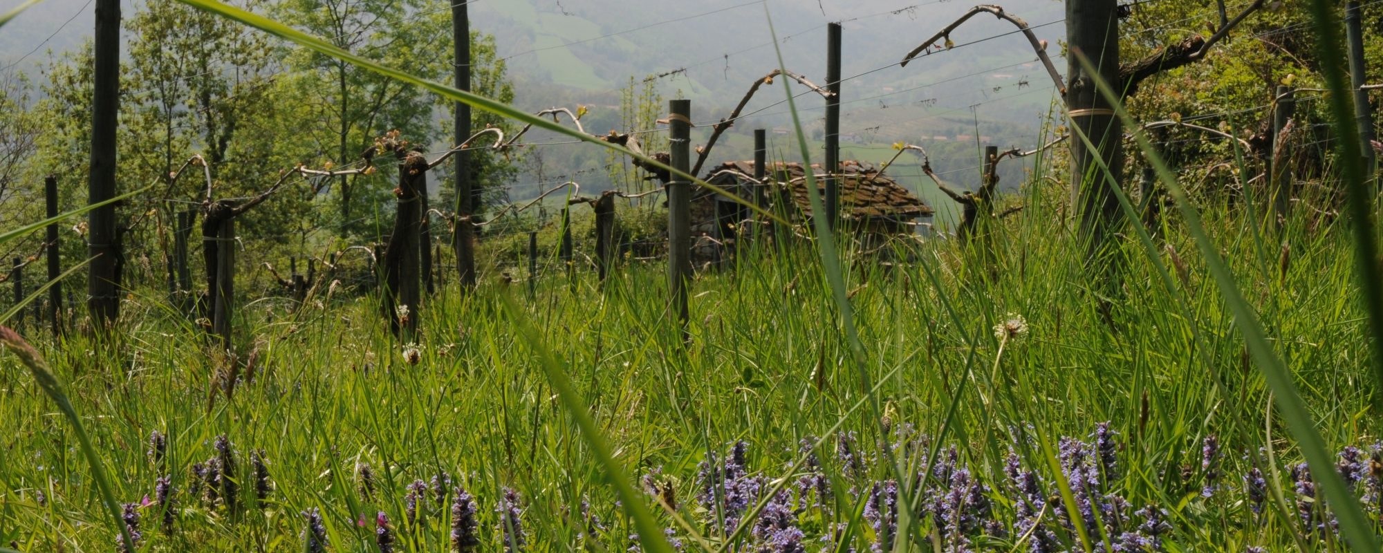 cabane (site)